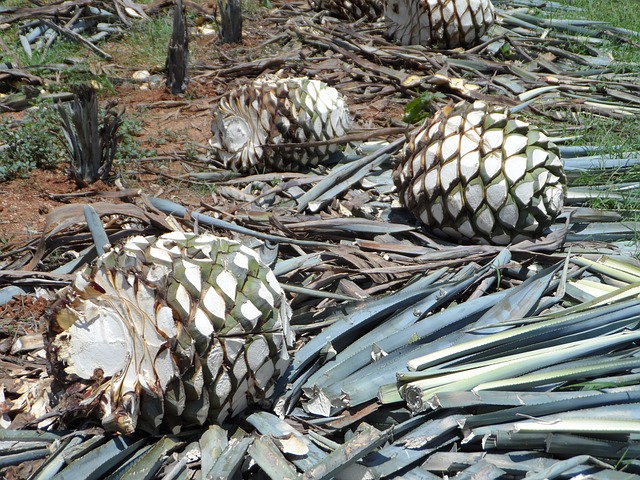 La agroindustria tequilera suma más de 10 meses de crecimiento en exportaciones